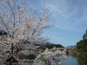 【桜・見ごろ】長曽池公園