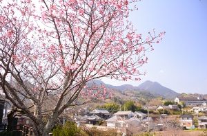 【桜・見ごろ】衝上（つきあげ）断層公園
