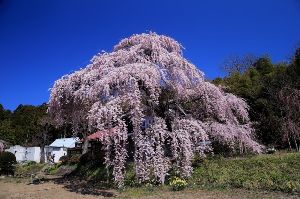 【桜・見ごろ】横田陣屋御殿桜