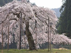 【桜・見ごろ】八橋のウバヒガンザクラ