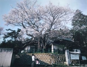 【桜・見ごろ】長善寺