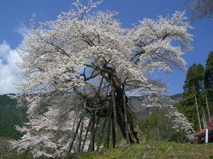 【桜・見ごろ】本郷の千年ザクラ