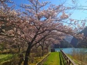 【桜・見ごろ】水殿ダム
