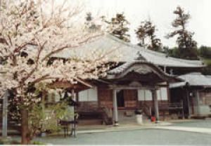 【桜・見ごろ】沖浦観音（瑞龍寺）