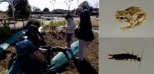 むかっち博士の自然観察会「みどりの杜の冬越しの動物探し」