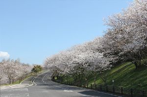 【桜・見ごろ】炎の博記念堂