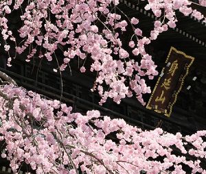 【桜・見ごろ】身延山久遠寺