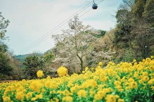 【花・見ごろ】神戸布引ハーブ園／ロープウェイ　ハナナ