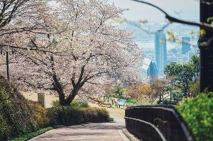 【桜・見ごろ】神戸布引ハーブ園／ロープウェイ　山桜
