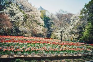 【花・見ごろ】神戸布引ハーブ園／ロープウェイ　チューリップ