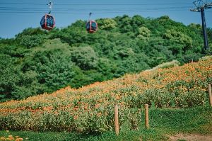 【花・見ごろ】神戸布引ハーブ園／ロープウェイ　ポットマリーゴールド