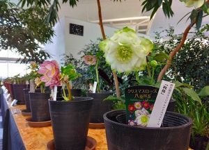 クリスマスローズ展