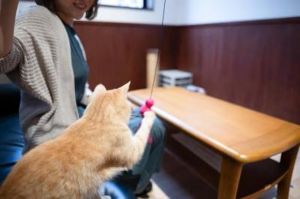 広島県動物愛護センター 猫ふれあい体験（2月）