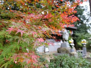 【紅葉・見ごろ】安倍文殊院