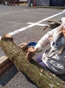 きのこの駒打ち体験