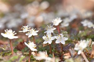 2026年 六甲高山植物園 冬季特別開園