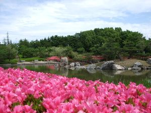 【花・見ごろ】びわこ文化公園のサツキ