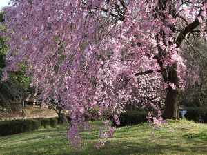 【桜・見ごろ】びわこ文化公園