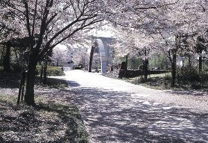 【桜・見ごろ】真土大塚山公園
