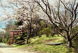 【桜・見ごろ】愛宕山公園