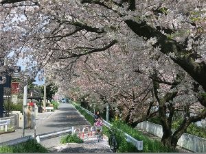 【桜・見ごろ】花水川