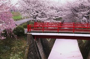 【桜・見ごろ】渋田川