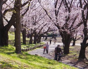 【桜・見ごろ】平塚市総合公園