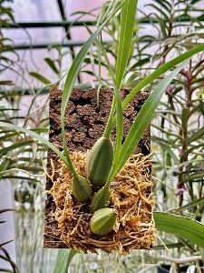 洋ラン専門ナーセリーに学ぶ ― 着生ランの板付けワークショップ