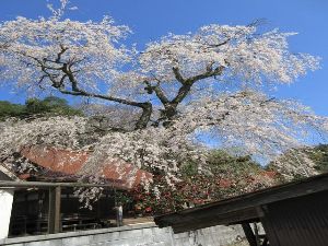 【桜・見ごろ】安養寺のしだれ桜