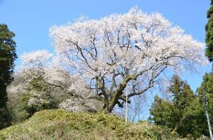 【桜・見ごろ】金谷城山桜