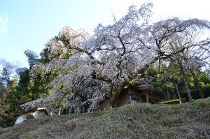 【桜・見ごろ】岩栃しだれ桜