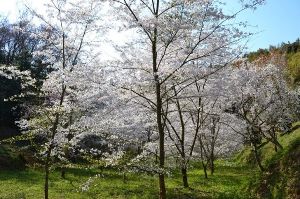 【桜・見ごろ】芋が迫桜園