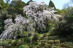 【桜・見ごろ】医光寺のしだれ桜