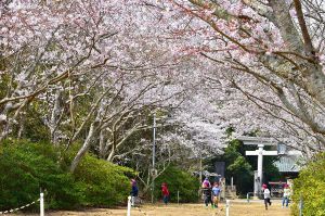 【桜・見ごろ】海上八幡宮