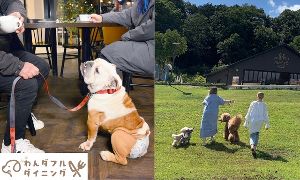 わんダフル ダイニング