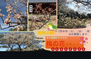 ばら庭園特別公開「梅の花」