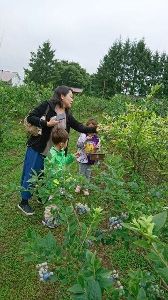 ブルーベリー摘み取り体験2026