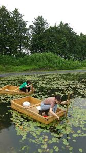 ジュンサイ摘み取り体験2026