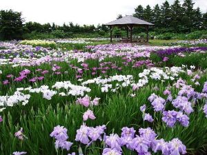 花菖蒲まつり 2026