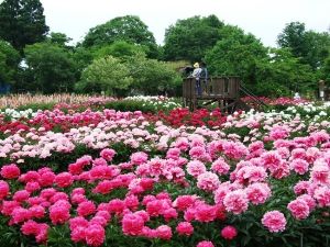 鯉艸郷　芍薬まつり 2026