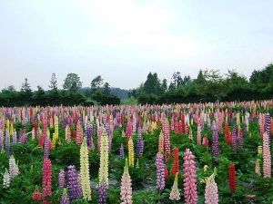 ルピナスまつり 2026