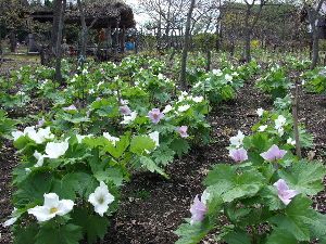 シラネアオイ　2026