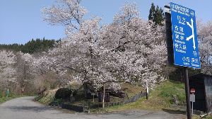 【桜・見ごろ】 塩生の巡礼桜