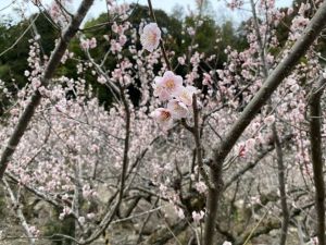 明谷梅林オープン