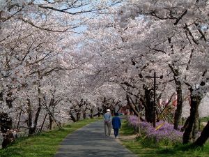 【桜・見ごろ】斐伊川堤防桜並木