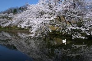 【桜・見ごろ】奥卯辰山健民公園
