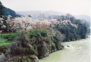 【桜・見ごろ】古宮公園