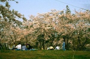 【桜・見ごろ】一本松総合運動公園