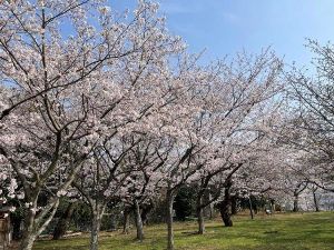 【桜・見ごろ】海老山公園