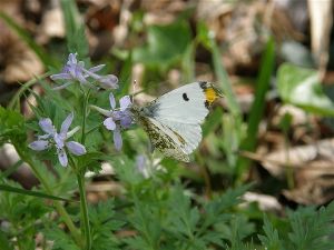 環境省のチョウ類調査を体験しよう！（4月）